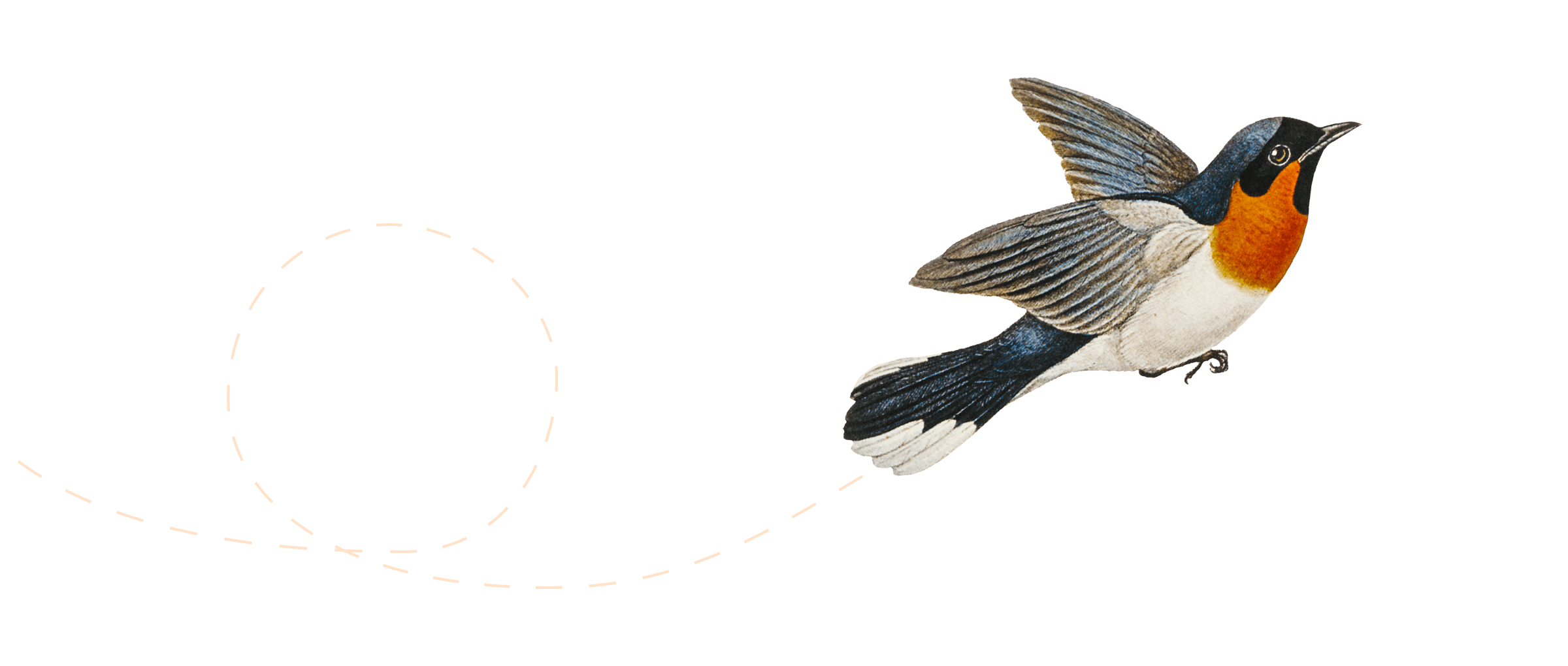Illustration med flygande fågel